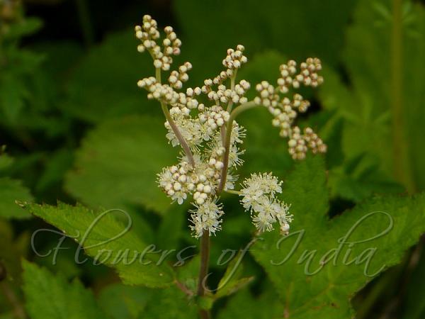 Himalayan Meadowsweet